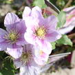 Plamének 'Piilu' - Clematis 'Piilu'