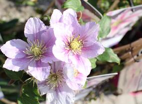 Plamének 'Piilu' - Clematis 'Piilu'