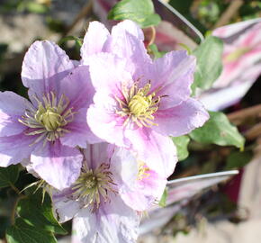 Plamének 'Piilu' - Clematis 'Piilu'