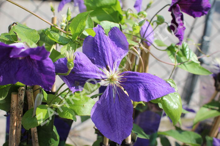 Plamének Jackmanův - Clematis jackmanii