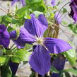 Plamének Jackmanův - Clematis jackmanii