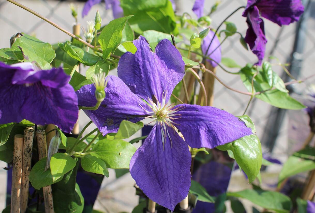 Plamének Jackmanův - Clematis jackmanii