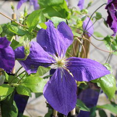 Plamének Jackmanův - Clematis jackmanii