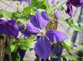 Plamének Jackmanův - Clematis jackmanii