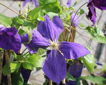 Plamének Jackmanův