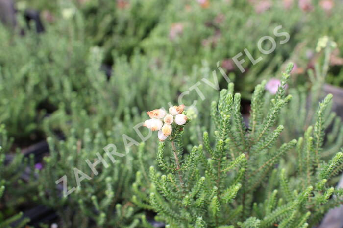 Vřesovec čtyřřadý 'Alba' - Erica tetralix 'Alba'
