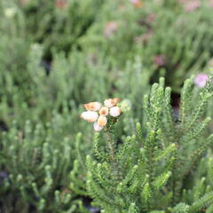 Vřesovec čtyřřadý 'Alba' - Erica tetralix 'Alba'