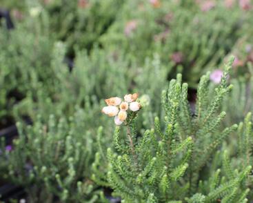 Vřesovec čtyřřadý 'Alba'