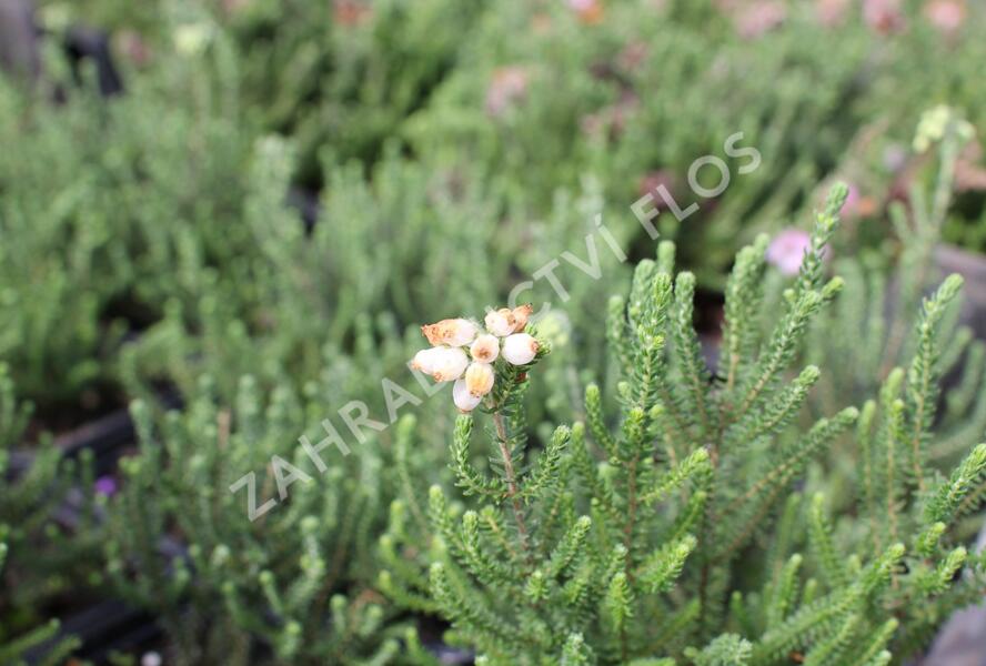 Vřesovec čtyřřadý 'Alba' - Erica tetralix 'Alba'