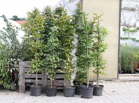 Habr obecný - Carpinus betulus