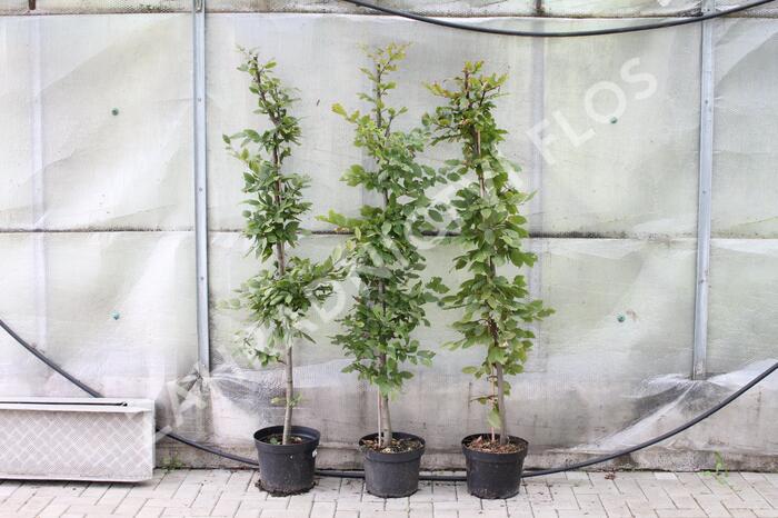 Habr obecný - Carpinus betulus