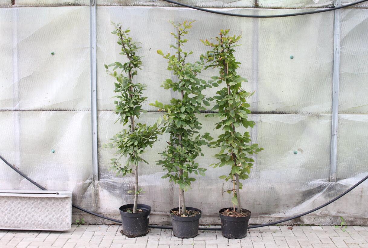 Habr obecný - Carpinus betulus