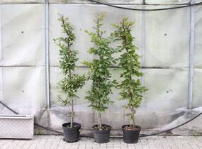 Habr obecný - Carpinus betulus