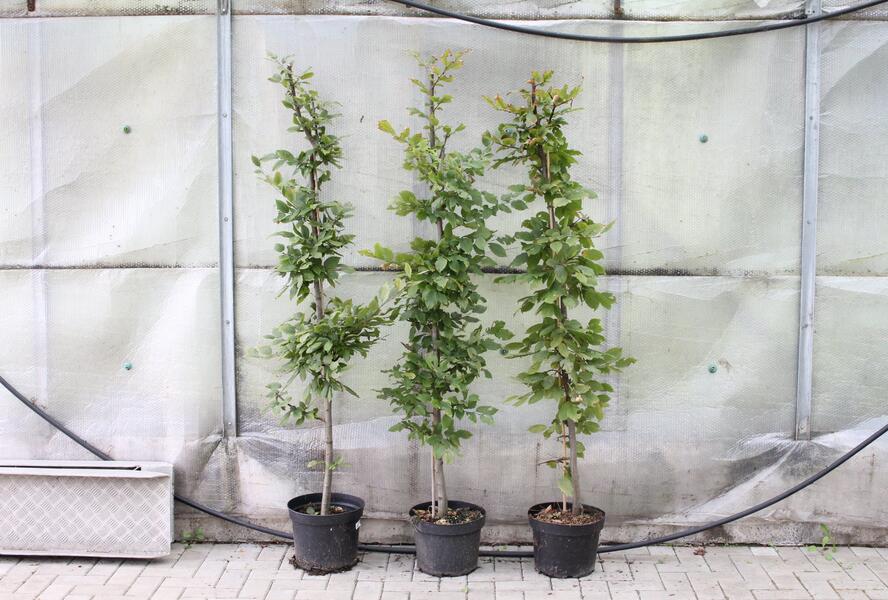 Habr obecný - Carpinus betulus