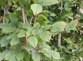 Habr obecný - Carpinus betulus