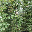 Habr obecný - Carpinus betulus