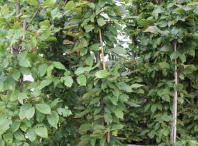 Habr obecný - Carpinus betulus