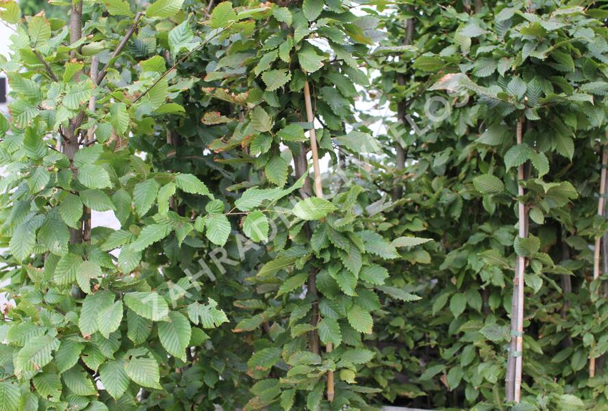 Habr obecný - Carpinus betulus