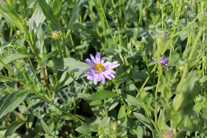 Hvězdnice chlumní ´Dr.Otto Petschek - Aster amellus 'Dr. Otto Petschek'