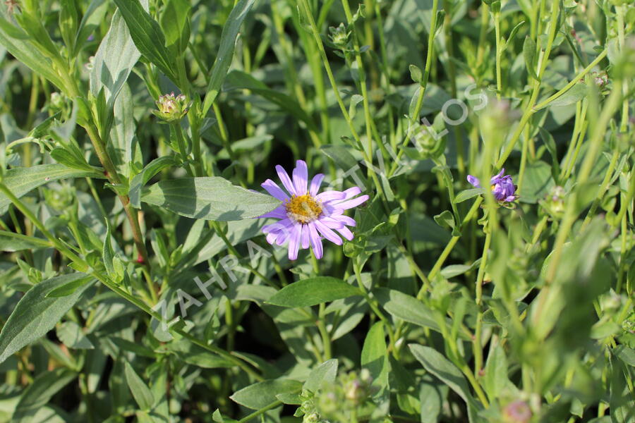 Hvězdnice chlumní ´Dr.Otto Petschek - Aster amellus 'Dr. Otto Petschek'