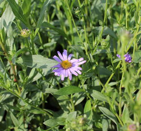 Hvězdnice chlumní ´Dr.Otto Petschek - Aster amellus 'Dr. Otto Petschek'