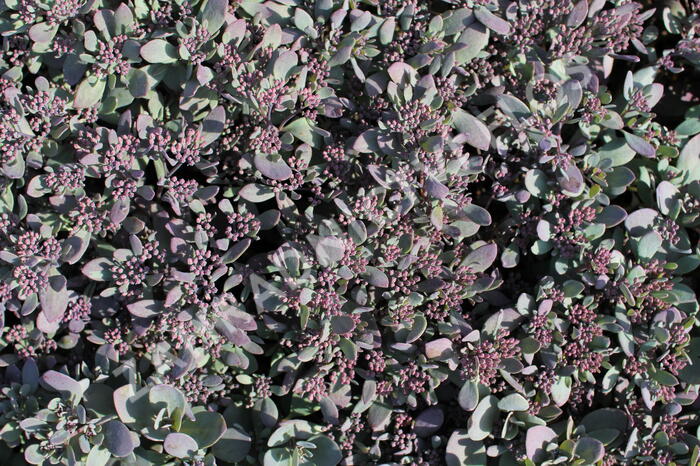 Rozchodník SunSparkler® 'Plum Dazzled' - Sedum hybridum SunSparkler® 'Plum Dazzled'