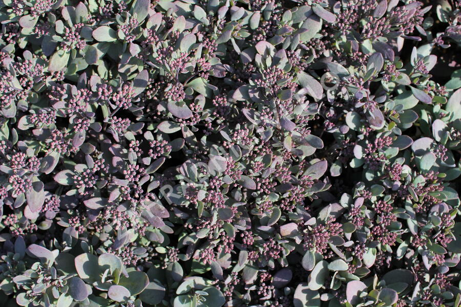 Rozchodník SunSparkler® 'Plum Dazzled' - Sedum hybridum SunSparkler® 'Plum Dazzled'