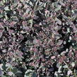 Rozchodník SunSparkler® 'Plum Dazzled' - Sedum hybridum SunSparkler® 'Plum Dazzled'