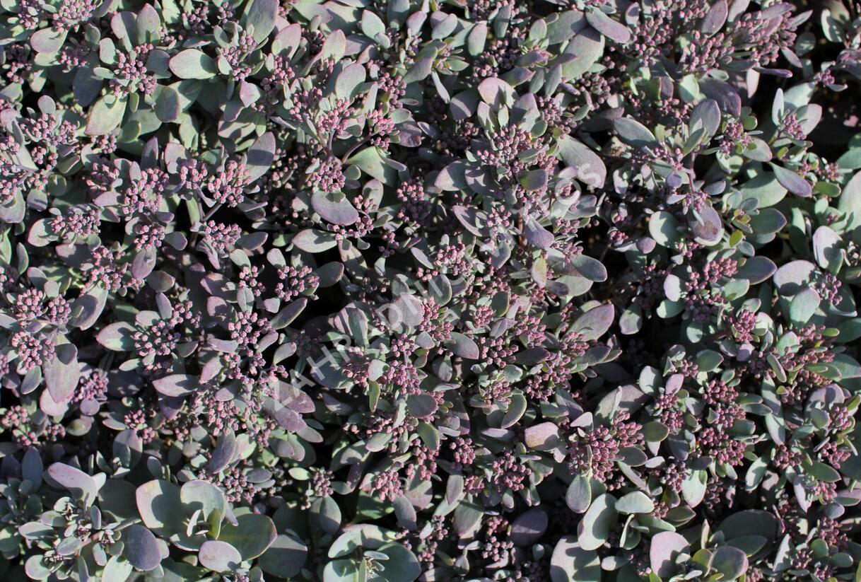 Rozchodník rozvětvený SunSparkler® 'Plum Dazzled' - Sedum cauticola SunSparkler® 'Plum Dazzled'