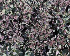 Rozchodník rozvětvený SunSparkler® 'Plum Dazzled'