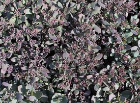 Rozchodník rozvětvený SunSparkler® 'Plum Dazzled' - Sedum cauticola SunSparkler® 'Plum Dazzled'