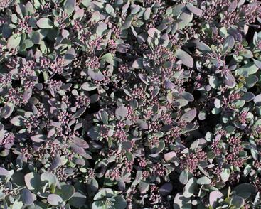 Rozchodník rozvětvený SunSparkler® 'Plum Dazzled'