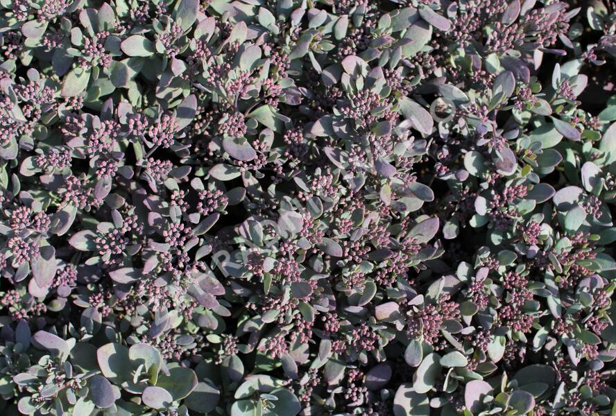 Rozchodník rozvětvený SunSparkler® 'Plum Dazzled' - Sedum cauticola SunSparkler® 'Plum Dazzled'