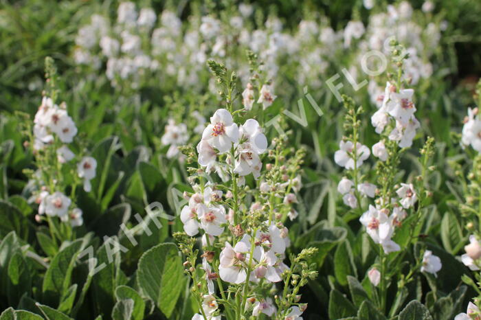 Divizna 'Jackie in Spots' - Verbascum hybridum 'Jackie in Spots'
