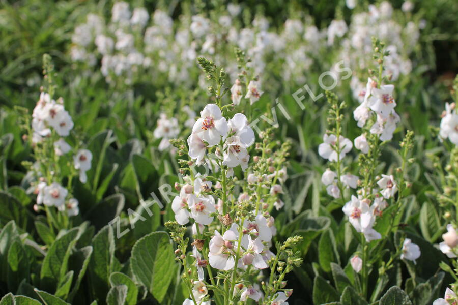 Divizna 'Jackie in Spots' - Verbascum hybridum 'Jackie in Spots'