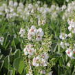 Divizna 'Jackie in Spots' - Verbascum hybridum 'Jackie in Spots'