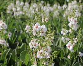 Divizna 'Jackie in Spots'