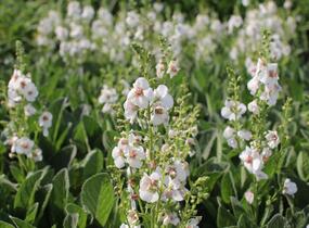 Divizna 'Jackie in Spots' - Verbascum hybridum 'Jackie in Spots'