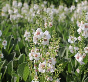 Divizna 'Jackie in Spots' - Verbascum hybridum 'Jackie in Spots'