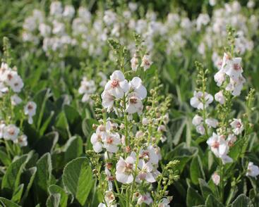 Divizna 'Jackie in Spots'