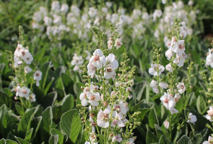 Divizna 'Jackie in Spots' - Verbascum hybridum 'Jackie in Spots'