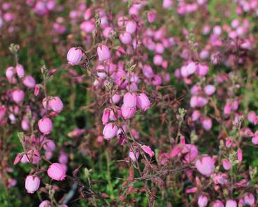 Dabécie kantabrijská, Irský vřes 'Annika'