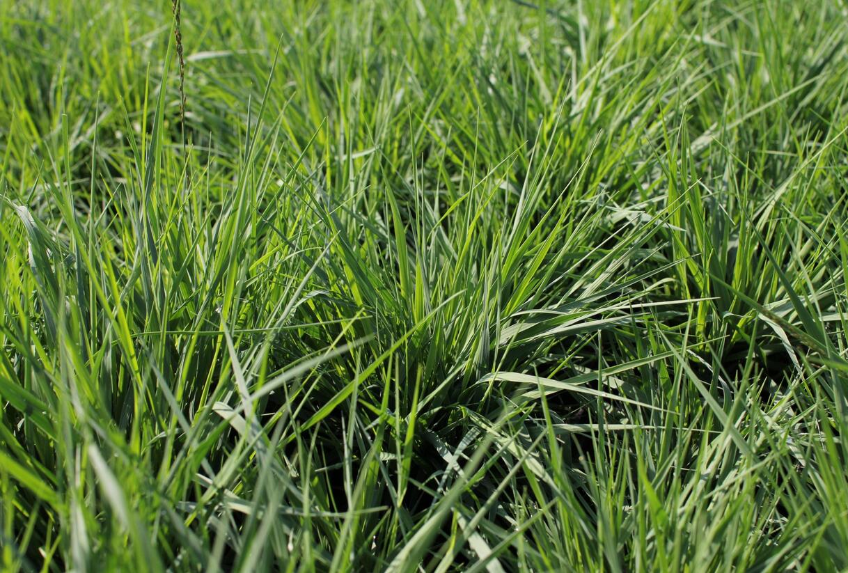 Bezkolenec modrý 'Torch' - Molinia caerulea 'Torch'