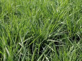 Bezkolenec modrý 'Torch' - Molinia caerulea 'Torch'