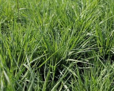 Bezkolenec modrý 'Torch'