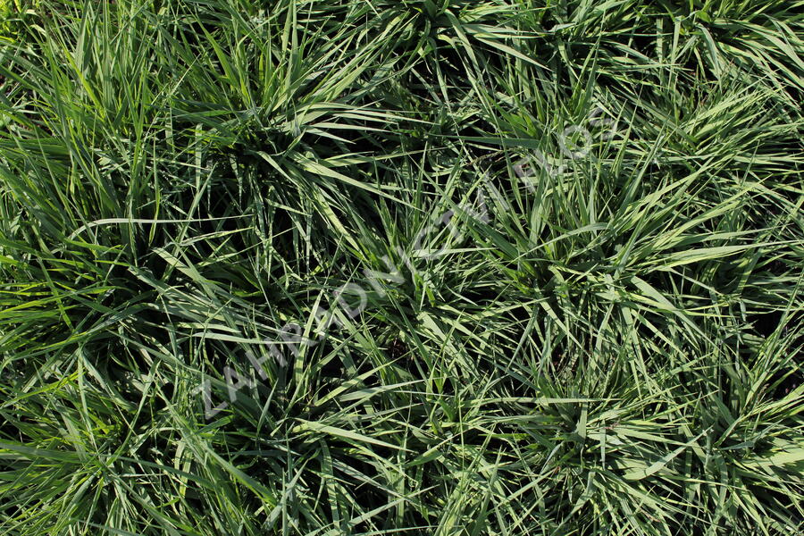 Bezkolenec modrý 'Torch' - Molinia caerulea 'Torch'