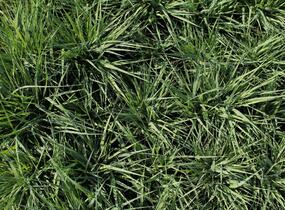 Bezkolenec modrý 'Torch' - Molinia caerulea 'Torch'