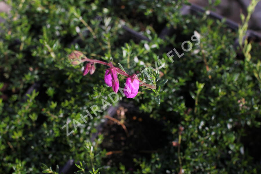 Dabécie, irský vřes 'William Buchanan' - Daboecia scotica 'William Buchanan'