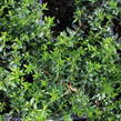 Dabécie, irský vřes 'William Buchanan' - Daboecia scotica 'William Buchanan'