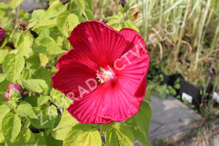 Ibišek bahenní 'Nippon Red' - Hibiscus moscheutos 'Nippon Red'